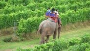 Ein Elefant mit drei Menschen geht vorbein an Weinreben in Asien © NDR Foto: Achim Nuhr