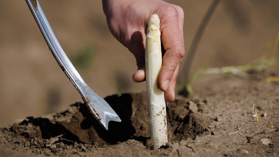 Auf dem Feld eines Spargelhofes wird Spargel geerntet. © dpa Foto: Friso Gentsch