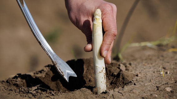 Auf dem Feld eines Spargelhofes wird Spargel geerntet. © dpa Foto: Friso Gentsch