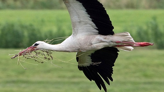 Ein Storch im Flug mit Baumaterial für sein Nest im Schnabel. © dpa 