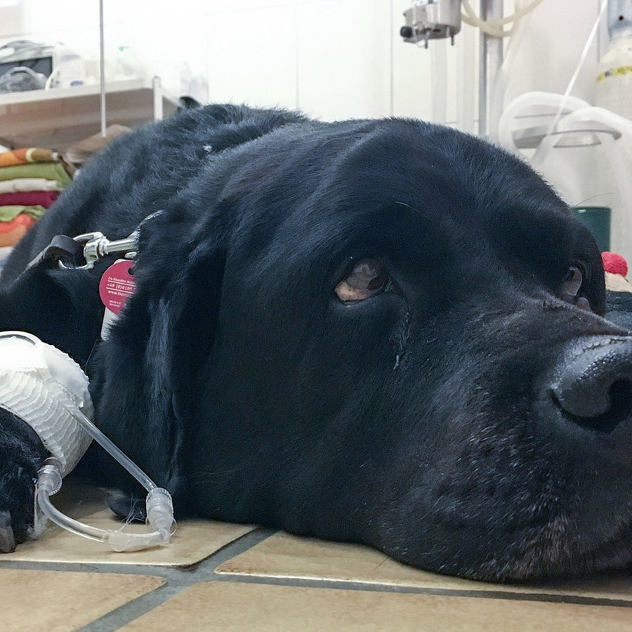Ein kranker schwarzer Labrador Retriever liegt mit einer Infusion an der Pfote beim Tierarzt. © picture alliance / Eibner-Pressefoto Foto: Deutzmann/Eibner-Pressefoto