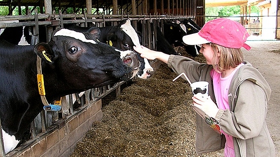 Ein Mädchen streichelt eine Kuh © Katja Schukies, Landvolk Niedersachsen 