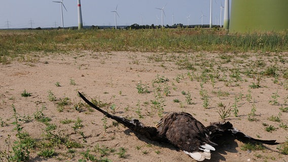 Toter Seeadler neben einer Windkraftanlage. © Staatliche Vogelschutzwarte Brandenburg Foto: Silvio Herold