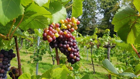 Weinanbau in Bolney, West Sussex © Imke Köhler Foto: Imke Köhler