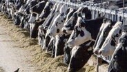 Viele Kühe stehen in einem Stall. © dpa Bildfunk Foto: Rodrigo Abd