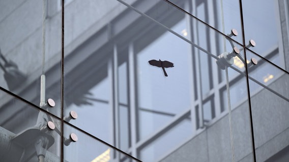Ein Aufkleber in Form eines Raubvogels ist an einer Fensterscheibe eines Bürogebäudes zu sehen. Damit sollen Vogel-Kollisionen verhindert werden. © picture alliance/dpa | Sven Hoppe 