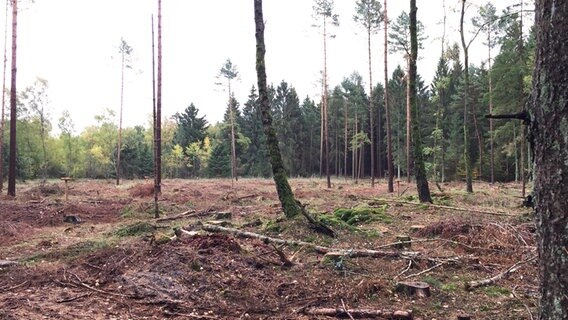 Ein karger trockener Waldboden mit einem Nadelwald im Hintergrund. © NDR Foto: Niklas Schenck
