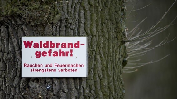 Ein Warnschild hängt an einem Baumstamm. © dpa - picture alliance Foto: David-Wolfgang Ebener