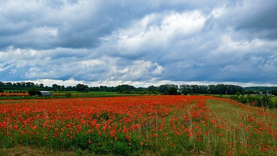 Ein dunkler Wolkenhimmel ist über einem Feld mit Mohnblumen zu sehen. © dpa-Bildfunk Foto: Jens Kalaene