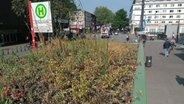 Das begrünte Dach einer Bushaltestelle an der Osterstraße in Hamburg, das Wildbienen anlocken soll. © Julia-Marie Battermann / Deutsche Wildtier Stiftung 