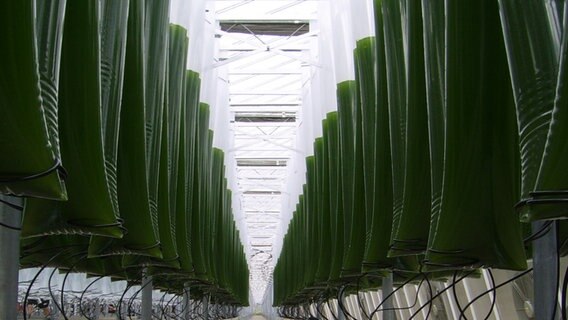 Unzählige dicke transparente Schläuche in denen grüne Algen wachsen. © https://novagreen-microalgae.de 