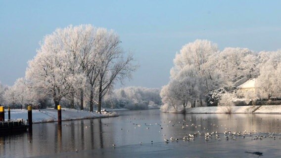 Vögel sitzen auf einem teils zugefrorenen See. © NDR Foto: Rosemarie Markmann