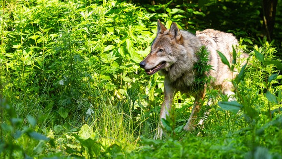 Ein Wolf läuft im Wildpark Lüneburger Heide durch sein Gehege. © picture alliance/dpa | Philipp Schulze 