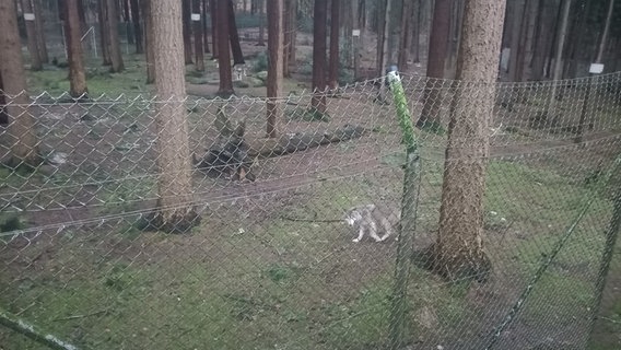 Ein Wolf geht an dem mit einer Kamera ausgestattetem Zaun entlang. © Uni Bremen Foto: Uni Bremen