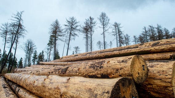 Abgeholzte Baumstämme vor einem Wald © pictura alliance / dpa / dpa-zenralbild / Klaus-Dietmar Gabbert 
