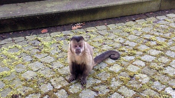 Ein ausgebüxtes Kapuzineräffchen am NDR Landesfunkhaus in Schwerin. © NDR Foto: NDR