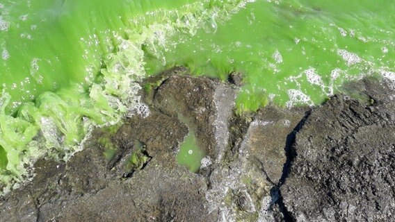 Grüne Algen werden an das Ufer gespült © NDR 