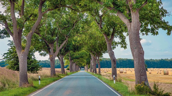 Das Sieger-Bild des Wettbewerbs "Allee des Jahres 2022" ist "Eschen-Allee im Spätsommer", aufgenommen südlich von Ribnitz-Damgarten von Karsten Kriedemann. © Karsten Kriedemann Foto: Karsten Kriedemann