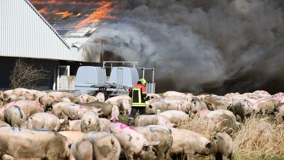 In einem großen Schweinezuchtbetrieb in Alt Tellin (Kreis Vorpommern-Greifswald) ist ein Feuer ausgebrochen. © dpa-Bildfunk Foto: Stefan Sauer