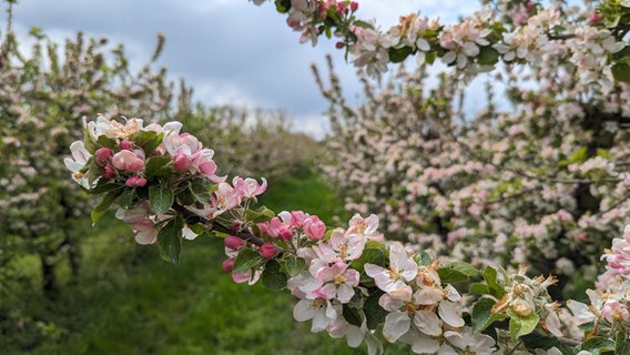 Apfelbäume blühen auf einer Plantage bei Schwerin. © Christoph Loose Foto: Christoph Loose
