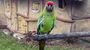 Balu, ein Kleiner Soldatenara, lebt im Vogelpark Marlow. © NDR MV Foto: Franziska Drewes/NDRmv