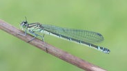Eine ausgewachsene blaue Libelle sitzt auf einem grünen Blatt. © Dr. Michael Frank Foto: Dr. Michael Frank