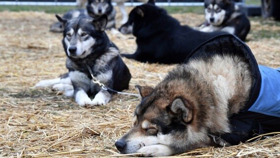 Heringsdorf: Huskys liegen am Strand. © dpa-Bildfunk Foto: Jens Kalaene