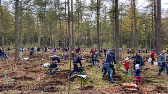 Mehrere Helfer pflanzen in der Rostocker Heide neue Bäume. © NDR Foto: Jürn-Jakob Gericke