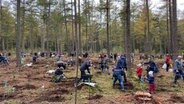 Mehrere Helfer pflanzen in der Rostocker Heide neue Bäume. © NDR Foto: Jürn-Jakob Gericke
