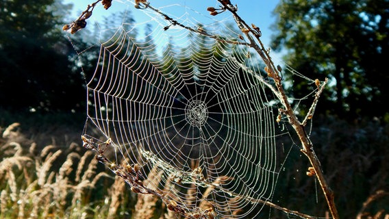 Ein Spinnennetz mit Tautropfen wird in einer hohen Wiese von der Sonne angestrahlt. © NDR Foto: Antje Sommer aus Rostock