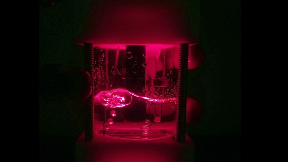 Eine Beispielaufbau, mit dem fotosynthetische Biohybride unter verschiedenen Lichtbedingungen getestet werden. © Institut für Biowissenschaften, Universität Rostock Foto: Institut für Biowissenschaften, Universität Rostock
