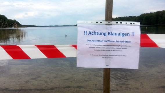 Auf dem Plauer See hat sich am Badestrand Bad Stuer ein großer Blaualgenteppich gebildet. © NDR Foto: Stefan Weidig
