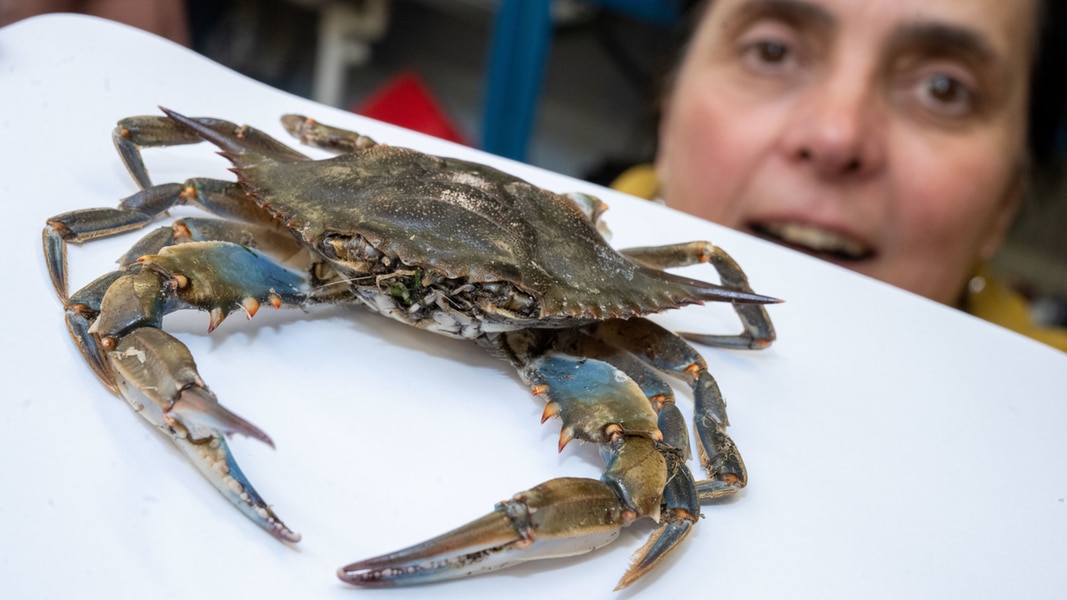 Sensationsfund: Blaukrabbe in südlicher Ostsee nachgewiesen