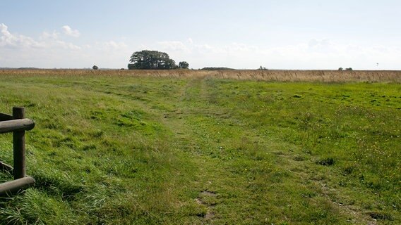 Die Landzunge Borner Holm auf dem Darß © picture-alliance Foto: Stefan Sauer