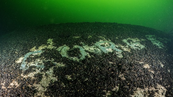 Der überwucherte Namenszug am Wrack der Georg Büchner am Grund der Ostsee. © NDR Foto: Tomasz Stachura Baltictech