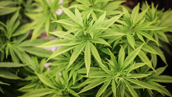 Cannabispflanzen in ihrer Wachstumsphase stehen in einem Aufzuchtszelt unter künstlicher Beleuchtung in einem Privatraum. © Christian Charisius/dpa Foto: Christian Charisius