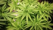 Cannabispflanzen in ihrer Wachstumsphase stehen in einem Aufzuchtszelt unter künstlicher Beleuchtung in einem Privatraum. © picture alliance/dpa Foto: Christian Charisius