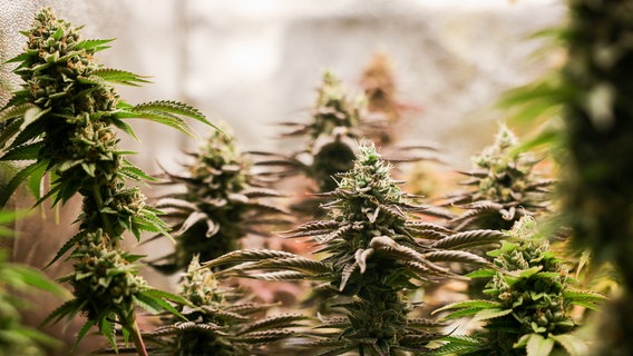 Erntereife Cannabispflanzen stehen in einem Aufzuchtszelt unter künstlicher Beleuchtung in einem Privatraum. © Christian Charisius/dpa Foto: Christian Charisius/dpa
