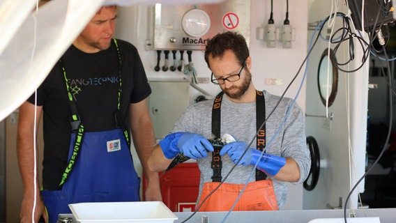 Ein Wissenschaftler untersucht auf dem Forschungsschiff "Clupea" einen Seeskorpion.  Foto: Claudio Campagna