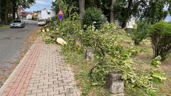 Ein Sturm über Dömitz hat zu vielen Baumschäden geführt © NDR MV Foto: Jürn-Jakob Gericke