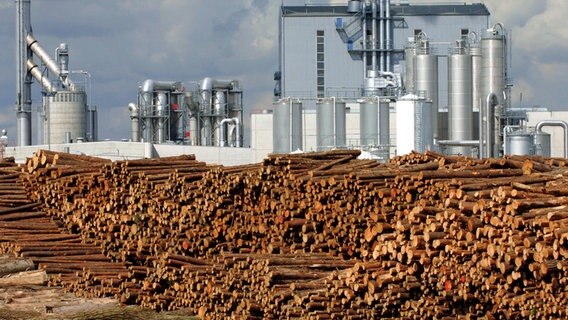 Hinter einem großen Lagerplatz für Rundhölzer steht das Holzverarbeitungswerk von Egger in Wismar.  Foto: Jens Büttner