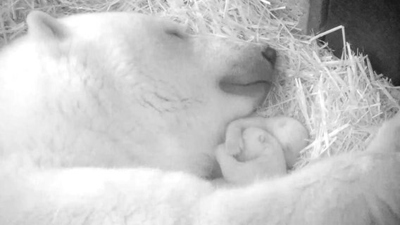 Eine Eisbärenmama kuschelt mit ihrem neugeborenen Eisbärenbabys  Foto: Zoo Rostock