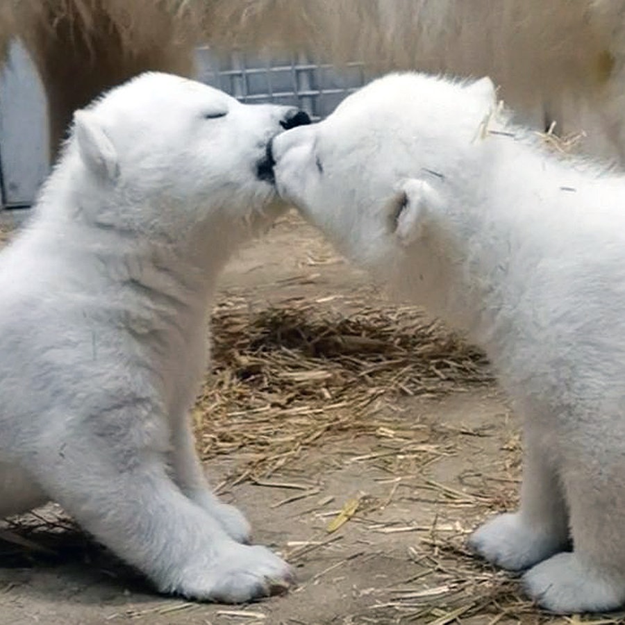 Eisbär-Nachwuchs im Rostocker Zoo Es sind Mädchen NDR.de - Nachrichten