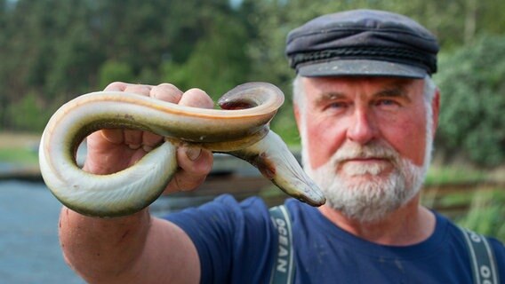 Ein Fischer hält einen sich windenden Aal in die Kamera. © dpa - Bildfunk Foto: Stefan Sauer