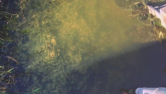 Tote Fische in einem Graben auf Rügen © Screenshot 