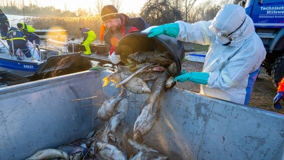 Angler kippen einen Eimer voller toter Fische in einen Container. © dpa Foto: Stefan Sauer