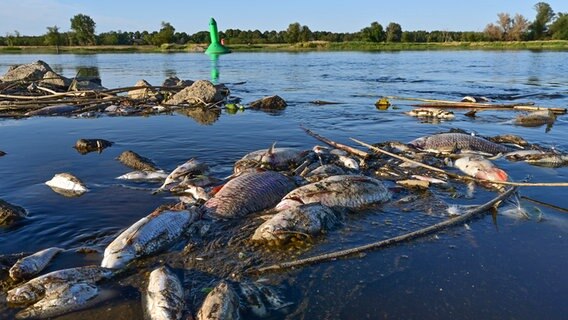 Unzählige tote Fische treiben nahe dem brandenburgischen Genschmar im flachen Wasser des deutsch-polnischen Grenzflusses Oder. © Patrick Pleul/dpa +++ dpa-Bildfunk +++ Foto: Patrick Pleul/dpa +++ dpa-Bildfunk +++