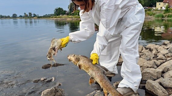 Ivonne Tannhäuser, freiwillige Helferin, holt zwei tote und schon stark verweste Fische aus dem Wasser des deutsch-polnischen Grenzflusses Oder. © picture alliance/dpa Foto: Patrick Pleul