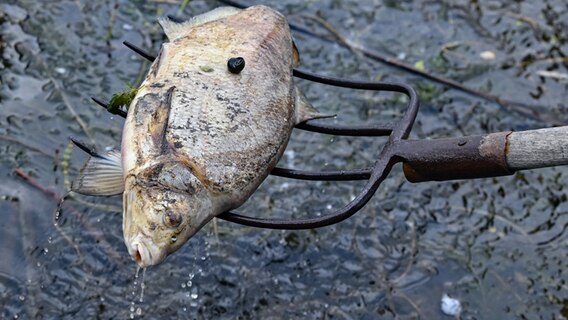 Ein toter Fisch wird aus dem Wasser des deutsch-polnischen Grenzflusses Oder geborgen. Seit mehren Tagen beschäftigt das massive Fischsterben im Fluss Oder Anwohner des Flusses. © dpa Foto: Patrick Pleul