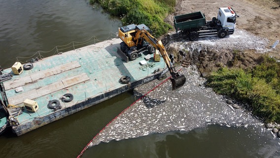 Polen, Krajnik Dolny: Tote Fische werden von der Wasseroberfläche des deutsch-polnischen Grenzflusses Oder beseitigt. © Marcin Bielecki/PAP/dpa +++ dpa-Bildfunk +++ Foto: Marcin Bielecki/PAP/dpa +++ dpa-Bildfunk +++